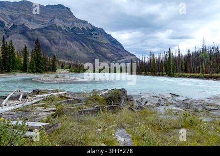 Mächtiger Wasserfall stürzt über geschichtete Felsen, umgeben von üppigem grünem Wald, Athabasca-Fälle, Jasper-Park, Alberta, Kanada Stockfoto