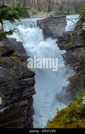 Mächtiger Wasserfall stürzt über geschichtete Felsen, umgeben von üppigem grünem Wald, Athabasca-Fälle, Jasper-Park, Alberta, Kanada Stockfoto
