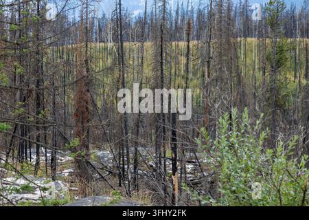 Mächtiger Wasserfall stürzt über geschichtete Felsen, umgeben von üppigem grünem Wald, Athabasca-Fälle, Jasper-Park, Alberta, Kanada Stockfoto