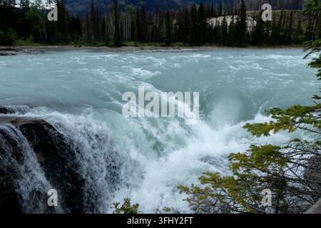 Mächtiger Wasserfall stürzt über geschichtete Felsen, umgeben von üppigem grünem Wald, Athabasca-Fälle, Jasper-Park, Alberta, Kanada Stockfoto