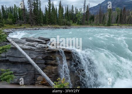 Mächtiger Wasserfall stürzt über geschichtete Felsen, umgeben von üppigem grünem Wald, Athabasca-Fälle, Jasper-Park, Alberta, Kanada Stockfoto