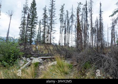 Mächtiger Wasserfall stürzt über geschichtete Felsen, umgeben von üppigem grünem Wald, Athabasca-Fälle, Jasper-Park, Alberta, Kanada Stockfoto