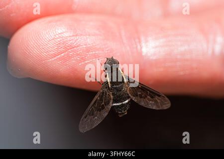 Extrem Nahaufnahme Makroaufnahme einer schwarz-weißen Fliege, die auf menschlicher Fingerhaut ruht, mit detaillierter Flügeltextur Stockfoto
