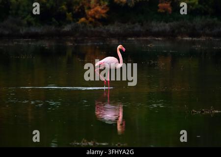 Einziger Großflamingo und seine Wasserreflexion stehen auf einem Bein im flachen Wasser des Larnaca-Salzsees, Zypern, von der Seite betrachtet Stockfoto