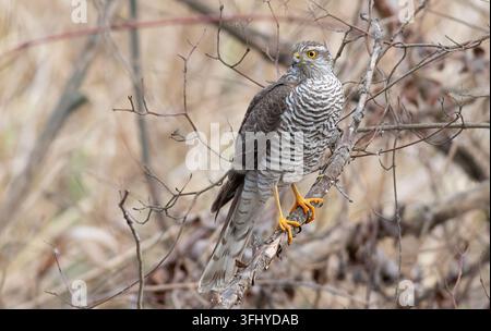 Europäischer Sperlingsfalke, Accipiter nisus. Der Vogel sitzt auf einem Ast und hält Ausschau nach Beute Stockfoto