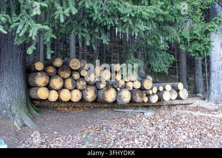 Zylindrischer Holzpfahl, der unter Nadelbaumzweigen in einer Herbstwaldlandschaft ruht, und nachhaltige Industriepraktiken sowie rohes Holzmaterial hervorhebt Stockfoto
