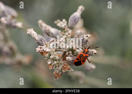 Ein lebhaftes rotes und schwarzes Zimtkäfer (Corizus hyoscyami) ruht auf einem getrockneten Samenkopf in einer Gartensituation, UK. Stockfoto
