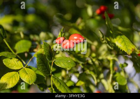 Reife rote Hagebutten an einem Buschzweig, Herbst, Nahaufnahme. Stockfoto