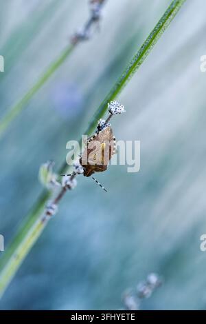 Nahaufnahme eines haarigen Schildläfers (Dolycoris baccarum), auch bekannt als Schlehenkäfer, der auf einem Pflanzenstiel ruht vor einem dunklen unscharfen Hintergrund. Stockfoto