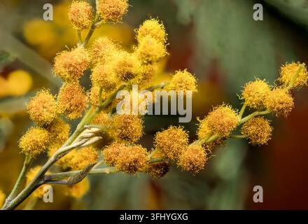 Nahaufnahme von blühenden gelben Mimosa-Blüten mit zarten grünen Blättern vor einem weichen Bokeh-Hintergrund Stockfoto