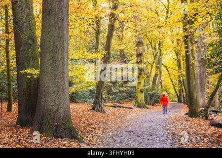 Tourist unterwegs auf einem Pfad mit wunderschöner Herbstszene im Highgate-Wald in Nordlondon Stockfoto