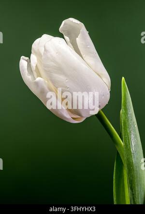 Makroaufnahme einer wunderschönen weißen Tulpenknospe mit klaren Wassertropfen auf Blütenblättern und grünem Blatt vor einem soliden dunkelgrünen Hintergrund. Detailaufnahmen Stockfoto