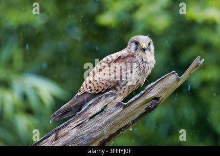 Ein Turmfalken, Falco tinnunculus, sitzt während eines Regenschauers auf einem nassen, verwitterten Ast und zeigt sein detailliertes braunes Gefieder Stockfoto
