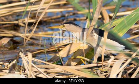 Kleinreiher, Ixobrychus minutus. Ein Vogel fängt Beute im Schilf am Flussufer Stockfoto