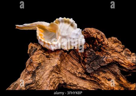 Eine Makroaufnahme einer Tibia-Fusususschale auf natürlichem Treibholz. Das Bild hebt den Kontrast zwischen der glatten weißen Schale und der Rough hervor Stockfoto