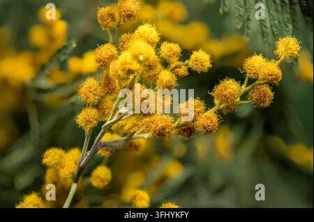 Makroaufnahme von hellgelben Mimosa-Blüten auf einem Zweig mit weichen grünen Blättern vor dunkelgrünem Hintergrund. Ein wunderschönes Symbol des Frühlings und der Saison Stockfoto