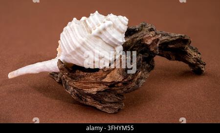 Studio Makroaufnahme einer Tibia-Fusus-Schale auf natürlichem gebogenem Treibholz. Das Bild hebt den Kontrast zwischen der weißen Spiralschale und dem roug hervor Stockfoto