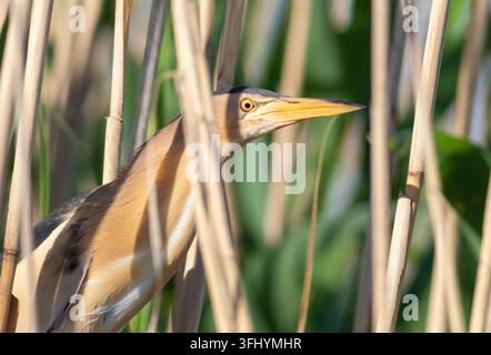 Kleiner Eisvogel, Ixobrychus minutus. Ein Vogel sitzt in einem Schilfdickicht an einem Flussufer und wartet auf Beute. Stockfoto
