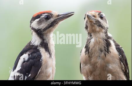 Buntspecht, Dendrocopos major. Zwei junge Vögel sitzen auf einem Ast, Nahaufnahme Stockfoto