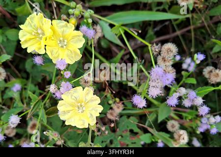 Wildes gelbes Merremia hederacea und violettes Ageratum conyzoides Wildblumen blühen in den Büschen Stockfoto