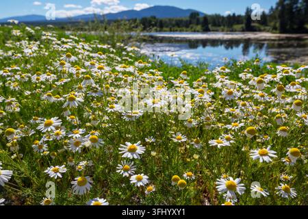 Gänseblümchen im sonnigen Wiese Stockfoto