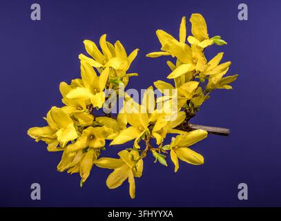Eine Nahaufnahme von hellgelben Forsythien blüht auf einem Ast. Die goldenen Blütenblätter erscheinen vor einem soliden dunkelvioletten Hintergrund und fangen das Wesen von ein Stockfoto