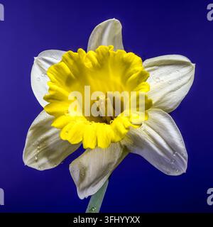 Frische FrühlingsNarzissen mit Morgentau. Die gelbe Trompete und die weißen Blüten heben sich in diesem hochauflösenden Makro vor einem violetten Hintergrund ab Stockfoto