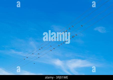Ein Schwarm Schwalben sitzt auf Stromleitungskabeln vor blauem Himmel Stockfoto