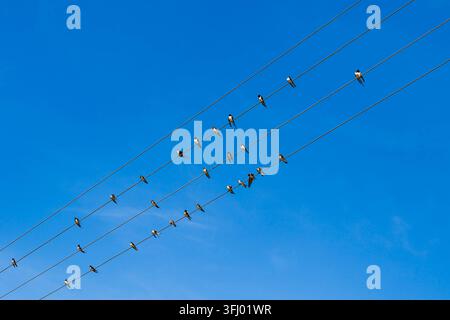 Ein Schwarm Schwalben sitzt auf Stromleitungskabeln vor blauem Himmel Stockfoto