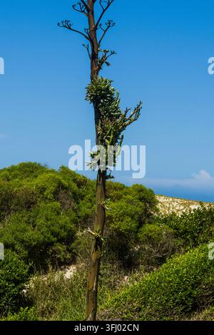 Madagaskar - Taolagnaro, Blütenstand einer Agave Stockfoto
