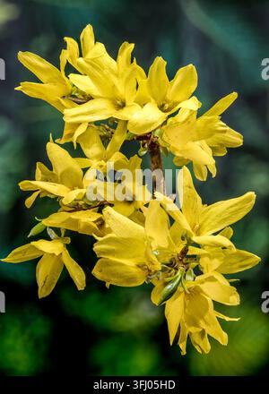 Eine detaillierte Nahaufnahme von leuchtend gelben Forsythienblüten auf einem Ast. Die goldenen Frühlingsblumen werden scharf gegen ein sanftes Grün und Dunkelheit dargestellt Stockfoto