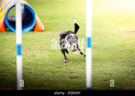 Energetischer Border-Collie-Hund, der einen Outdoor-Agility-Parcours läuft Stockfoto