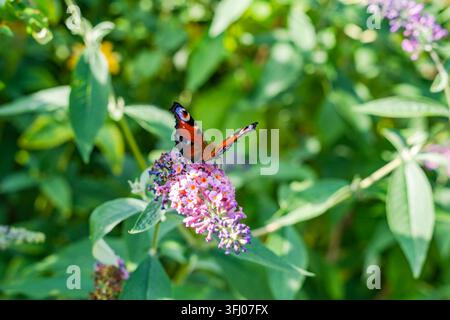 Ein Schmetterling ruht auf einer Blume in einem Garten - selektive Fokussierung Stockfoto