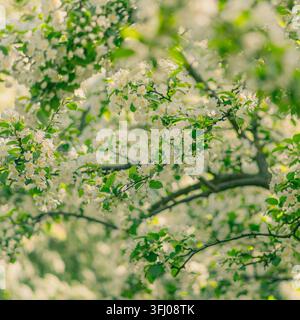 Üppige weiße Blüten bedecken die Äste der Bäume im Frühling Stockfoto