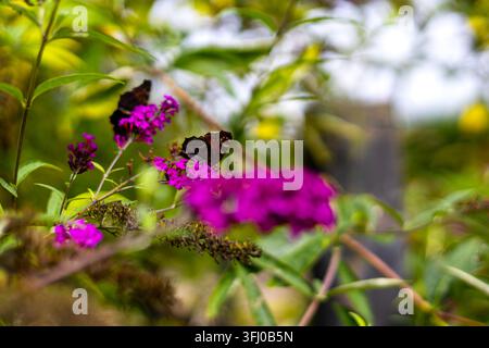 Dunkle Schmetterlinge auf lila Butterfly-Bush-Blüten. Dunkle Schmetterlinge füttern an lebhaft lila Butterfly-Bush-Blüten zwischen grünem Laub in einem sonnigen Garten Stockfoto