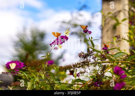 Schmetterlinge auf lila Schmetterlingsbuschblüten. Mehrere farbenfrohe Schmetterlinge ruhen und füttern sich auf lila Schmetterlingsbuschblüten zwischen grünem Laub darunter Stockfoto