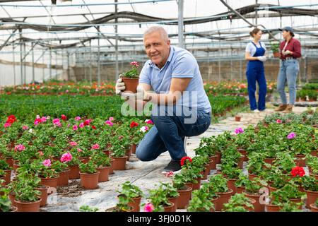 Lächelnder älterer Florist, der auf den Fersen sitzt und einen Blumentopf mit Geranienblüte in einem Gewächshaus vorführt Stockfoto