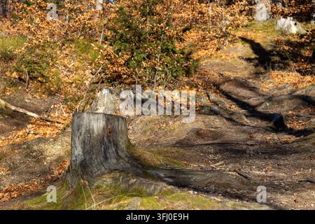 Der alte Holzstumpf steht neben einem gewundenen Pfad in einem sonnenbeschienenen Wald voller gefallener Blätter und vermittelt ein Gefühl friedlicher Naturerforschung während Stockfoto