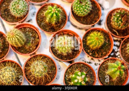 Oberansicht vieler kleiner Mini-Kakteen in orangefarbenen Terrakottatöpfen im Pflanzenladen Stockfoto
