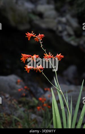 Crocosmia, auch bekannt als Montbretia, zeigt ihre leuchtend orangefarbenen trompetenförmigen Blüten und langen grünen Blätter, die in einer Gartenumgebung blühen Stockfoto
