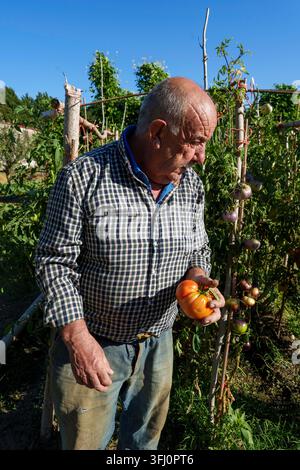 Ein älterer Bauer hält eine große reife orangefarbene Erbtomate mit noch anhaftendem Stiel, steht vor einer Pflanze, an der lila Tomaten hängen, in einem Stockfoto