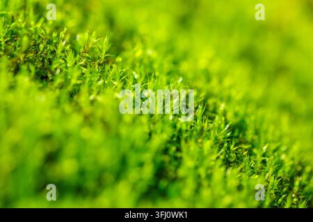 Helle grüne Moos-Makro-Nahaufnahme mit üppiger, lebendiger Textur im Frühlingswald mit Bokeh-Hintergrund Stockfoto