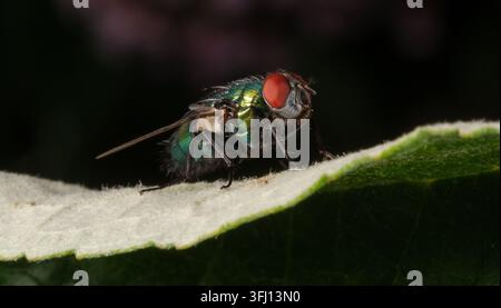 Nahaufnahme-Makroaufnahme einer Grünen Fliege, die auf einem Blatt in Hampshire, England, sitzt Stockfoto