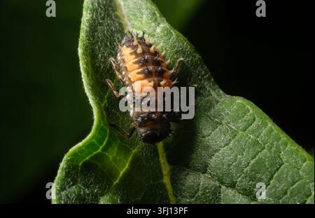 Makroaufnahme einer Nahaufnahme einer Puppenlarve der Harlekin-Marienkäfer auf einem Blatt in einem Garten in Hampshire, England Stockfoto