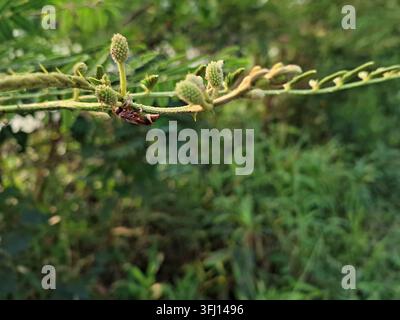 Nahaufnahme einer kleinen Papierwespe, die auf einem dornigen grünen Stängel mit flauschigen Blütenknospen sitzt, vor einem weichen, verschwommenen Laubhintergrund Stockfoto