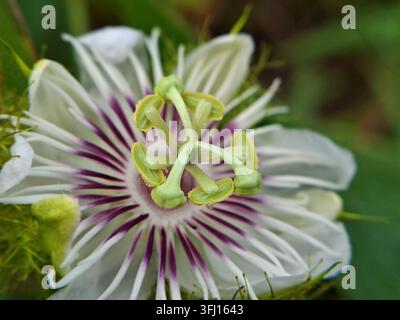 Extremer Makroaufnahme einer Passiflora foetida-Blüte, die die komplizierten violetten Kronenfäden, grünen Staubblätter und weißen Blütenblätter zeigt Stockfoto
