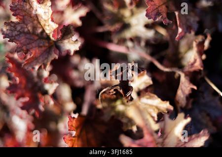 Dichter Büschel aus getrockneten, sich kräuselnden Blättern in surrealen Brauntönen, deren gezackte Ränder und zarte Adern in einem dramatischen Nahaufnahme festgehalten sind. Stockfoto