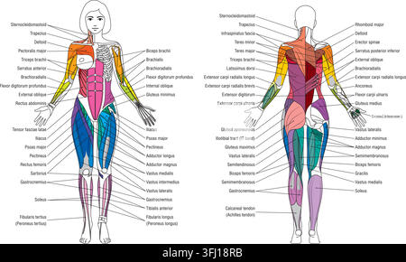 Menschliche weibliche Muskelanatomie-Tabelle, Vorder- und Rückansicht mit Beschriftungen — Pädagogische Vektorillustration Stock Vektor