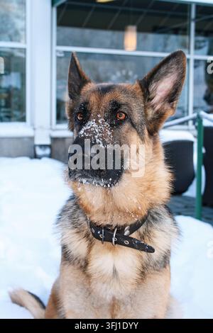 Deutscher Schäferhund mit Schnee auf der Schnauze sitzt im Freien in einer verschneiten Winterlandschaft im Skiresort Trysil, Norwegen. Stockfoto
