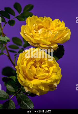 Leuchtend gelbe Rosenblüten mit grünen Blättern und kleinen Wassertropfen, isoliert vor einem leuchtend violetten Studio-Hintergrund Stockfoto